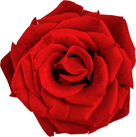 Head of Red Rose - Isolated